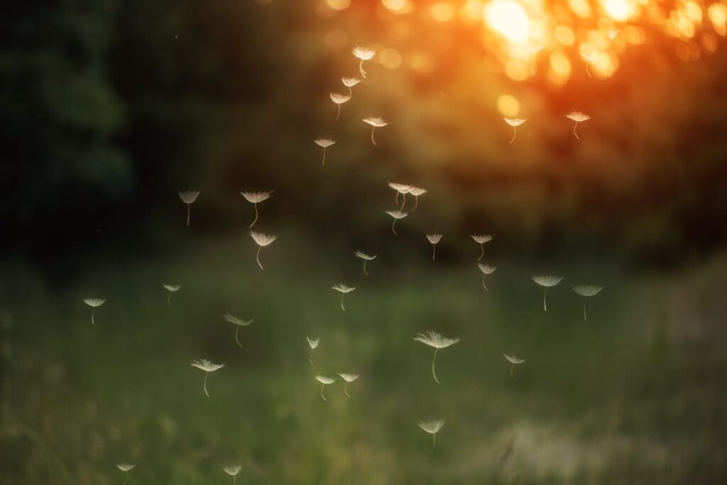 Flyvende mælkebøttefrø i solnedgang